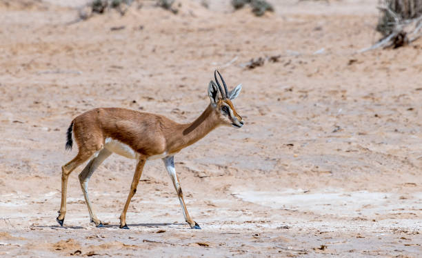 istock Dorcas gazelle (Gazella dorcas) in nature 1384647176