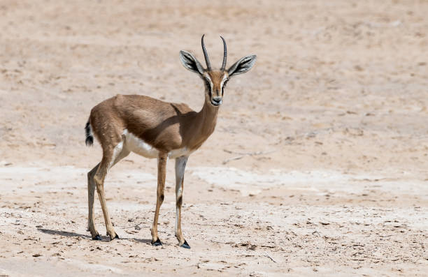 istock Dorcas gazelle (Gazella dorcas) in nature 1384647273