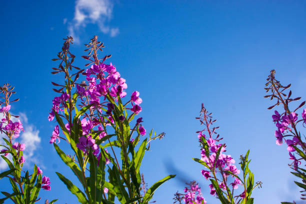 istock Blooming Willow herb, Ivan tea on blue sky. Willow-herb meadow. willow-herb tea 1384649695