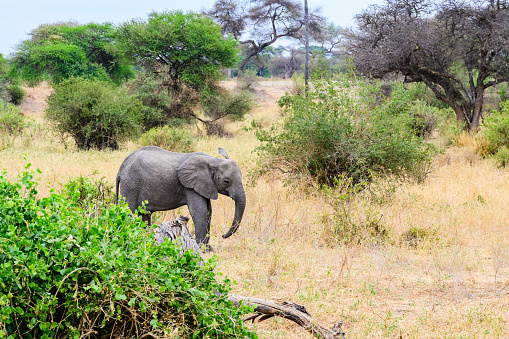 Calf of African elephant (Loxodonta) at Tarangire national park, Tanzania. Wildlife photo