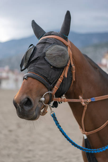 Racehorse eye closed calming down with mask
