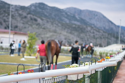 Racehorses doing warm-up laps in the paddock with their groomer before the race in Tjk Antalya Hipodrom.