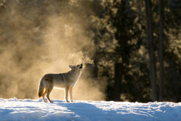 istock Howling Coyote in the mist 1384654116
