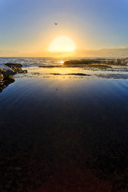 sea curl curl чайка солнцеверт - vertebrate water puddle water surface стоковые фото и изображения