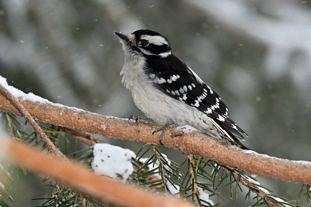 istock Downy woodpecker in snowstorm 1384659818