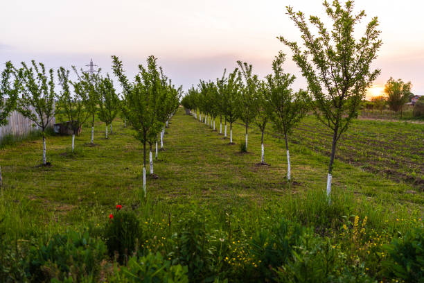 istock Young apple orchard. Agricultural concept, countryside apple orchard 1384660491