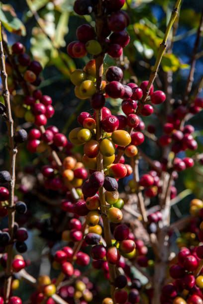 istock Coffee farm in Minas Gerais state, Brazil 1384660518