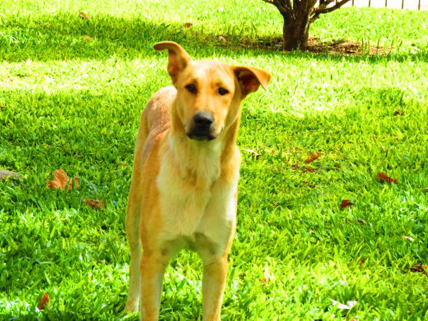 istock Cute  Golden dog on the green grass. 1384660687