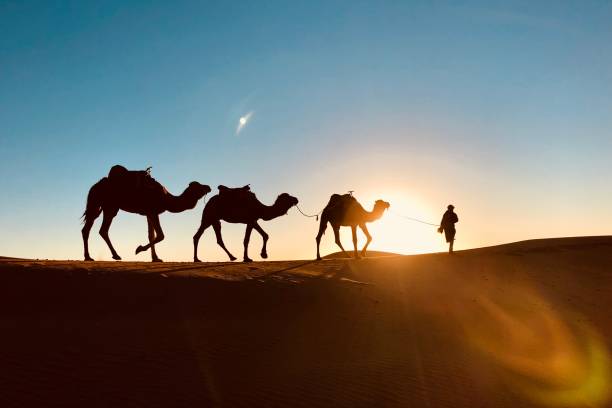 die silhouette des hirten und seiner kamele vor dem sonnenuntergang in der sahara, marokko - karawane stock-fotos und bilder