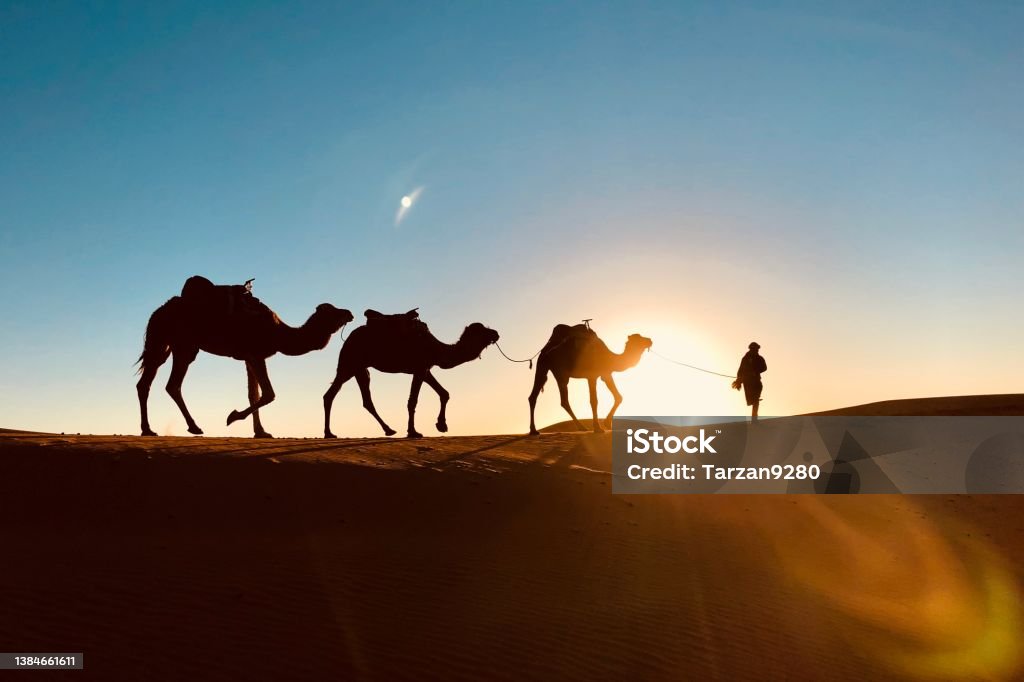 The silhouette of herdsman and his camels against the sunset in Sahara desert, Morocco Morocco Stock Photo