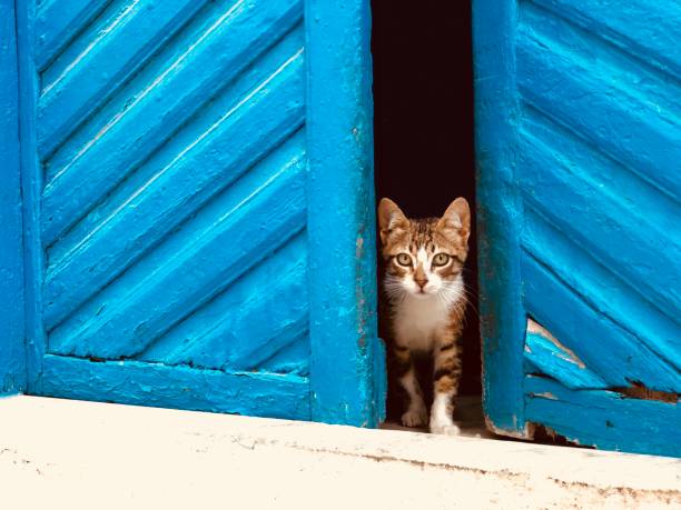 Lovely kitties in blue door