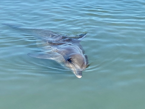 close-up of a dolphin swimming in clear blue water. The dolphin is facing the camera, and its body is in a graceful, arched position. deep blue ocean. Dolphins swimming in blue ocean