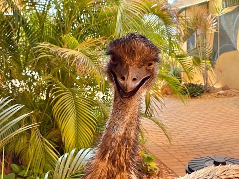 an emu bird with it's mouth wide open