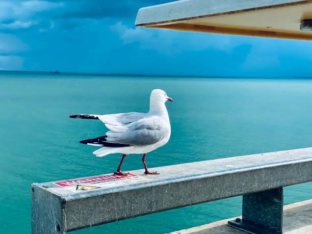 Closeup of seagull
