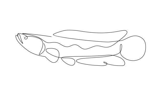 Continuous single line drawing, giant snake head fish or channa, simple concept for sign or icon and t-shirt printing. vector illustration. Continuous single line drawing, giant snake head fish or channa, simple concept for sign or icon and t-shirt printing. vector illustration. giant snakehead stock illustrations