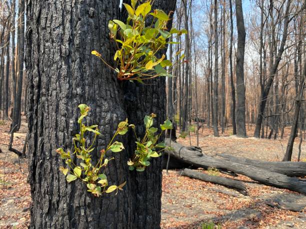 istock The wood been burnt in Australia 1384664886