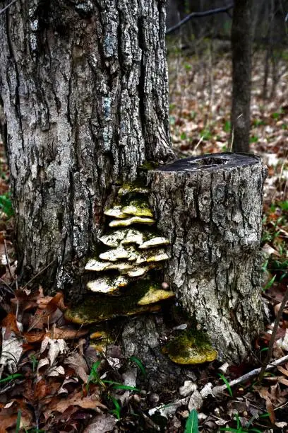 Photo of Springtime in May bringing green to the forest with mushroom