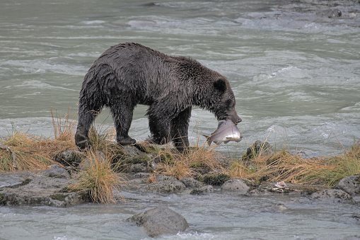 Brown bear has just caught huge salmon and is carrying it to a nice spot to eat it near by. This is in a beautiful glacial river near Haines, Alaska in the United States of America (USA). John Morrison Photographer