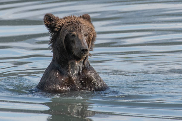 istock Brown bear has been underwater swimming after filling up on salmon fish 1384669987