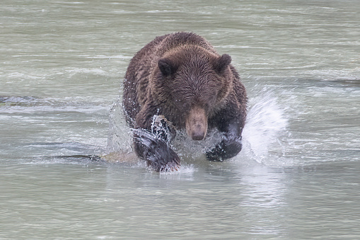 The grizzly bear, also known as the North American brown bear or simply grizzly, is a population or subspecies of the brown bear inhabiting North America.
