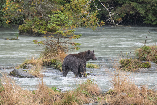 Wide view of Black Bear in the beautiful cool river it searches for salmon. This is near the Alaskan coastal town of Haines in the United States of America (USA). John Morrison Photographer