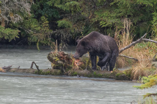 niedźwiedź brunatny przygotowuje się do skoku, aby złapać rybę w chłodnej, czystej wodzie rzecznej - lynn canal zdjęcia i obrazy z banku zdjęć