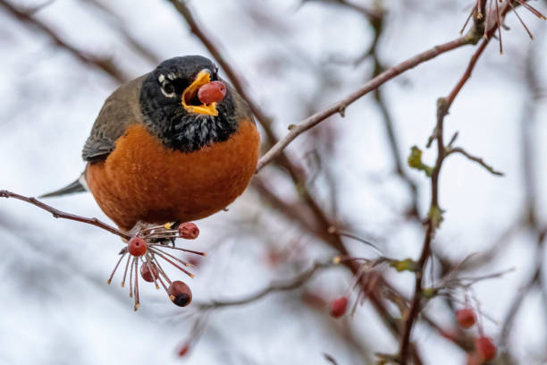 istock American Robin eating berries in a bush 1384670838