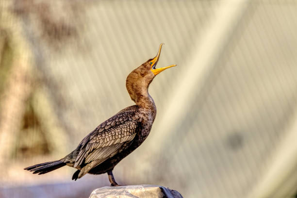 doppelkrat-kormoran steht auf einem pfahl - crested cormorant stock-fotos und bilder