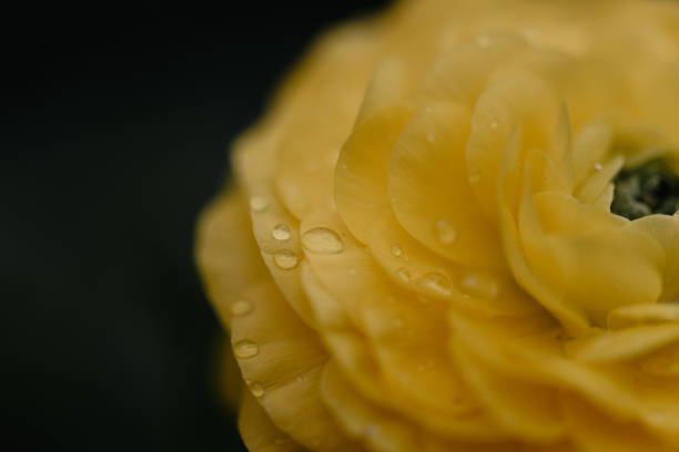 Water droplets on blooming yellow spring flower close up details over contrasting dark background