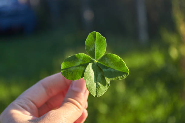 istock woman holds a lucky clover 1384673030