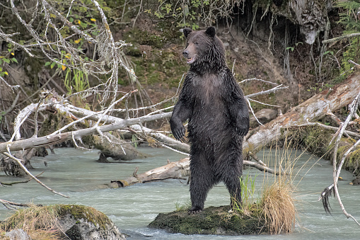 Standing Brown Bear with open mouth grunts, growls or burps after eating a lot of salmon. Bear is standing tall on a rock in the middle river near Haines, Alaska in the United States of America (USA). John Morrison Photographer