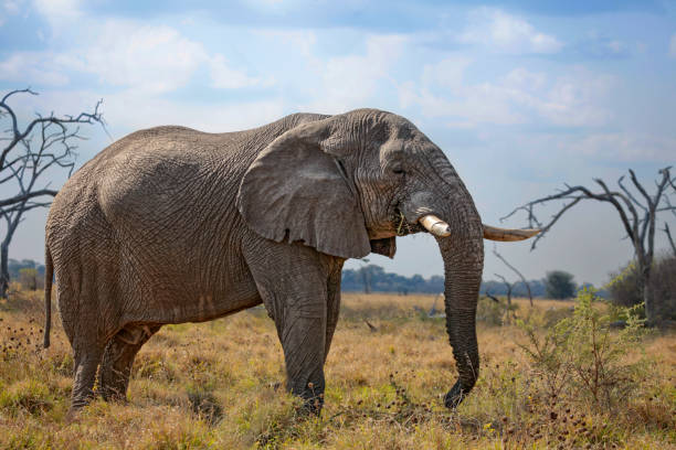 african bush elephant bull a chobe np, botswana - riserva di savuti foto e immagini stock