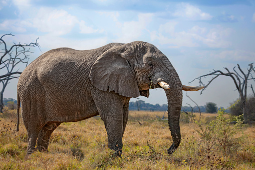 Large bull African Bush Elephant, Loxodonta africana, (African Elephant)  standing side-on in the Savute / Savuti area of Chobe National Park, Botswana, Southern Africa.