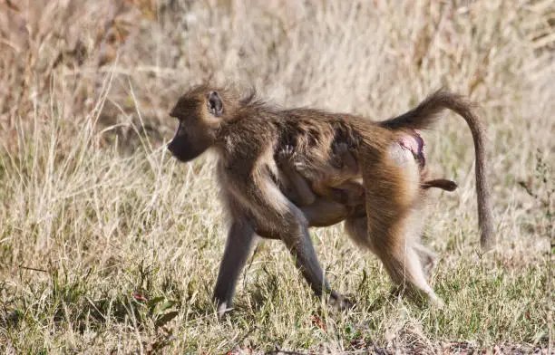 A female Chacma Baboon, Papio ursinus, walking, with her baby clinging on underneath her belly by holding onto her fur. Chobe National Park, Botswana, Africa.