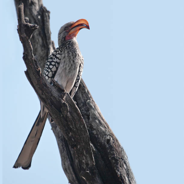 Southern Yellow-billed Hornbill, Tockus leucomelas, perched on a dead tree with a plain, pale blue sky background in the Savute area of Chobe National Park, Botswana, Africa.