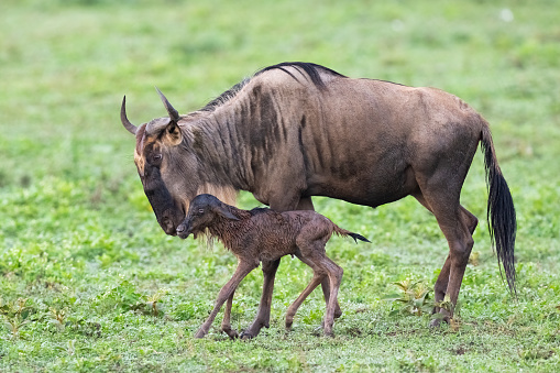 Wildebeest mother and newborn calf (Connochaetes taurinus). Ndutu region of Ngorongoro Conservation Area, Tanzania, Africa