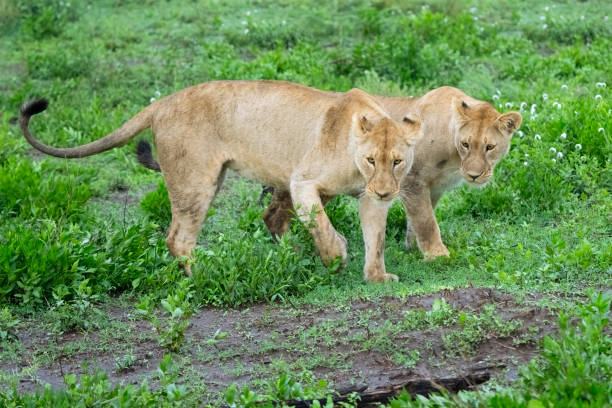 Lion (Panthera leo) females. Ndutu region of Ngorongoro Conservation Area, Tanzania, Africa