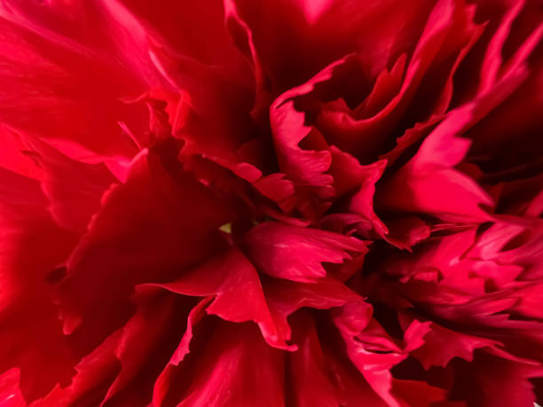 istock A macro image of a red flower. 1384682642