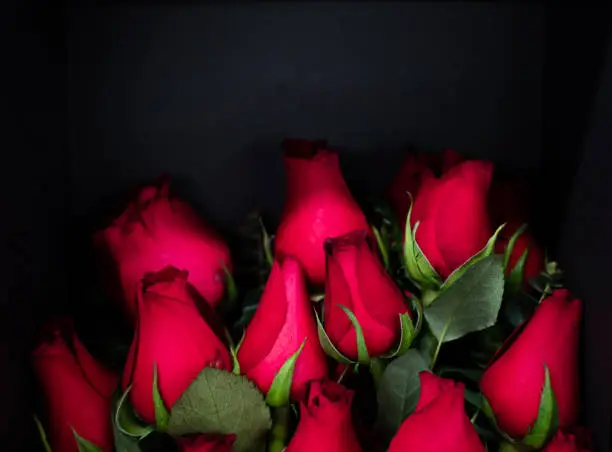 Photo of Valentine's Day Rose