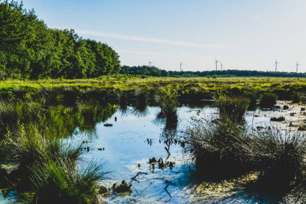 ein moorgebiet in deutschland. - moor stock-fotos und bilder