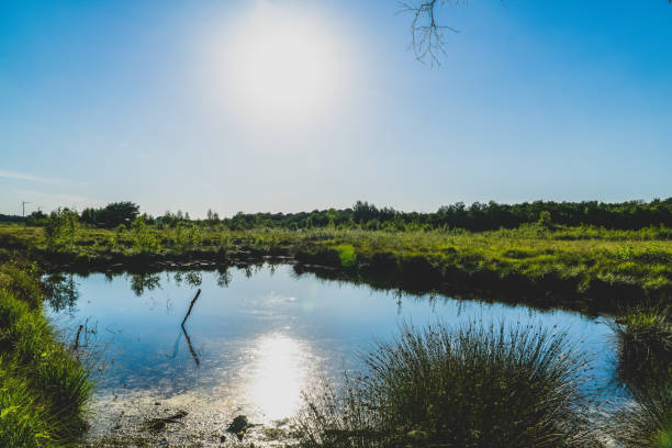 istock View of a moor area in Germany. 1384686484
