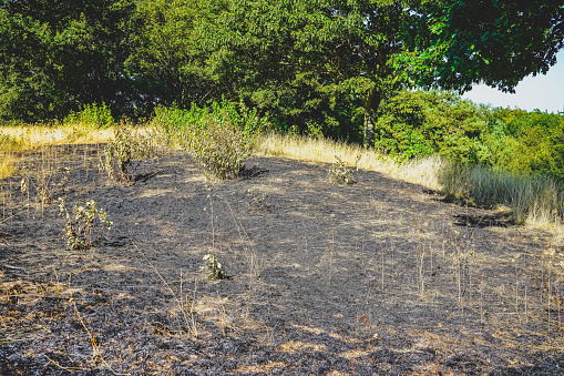 A burnt field next to green trees.