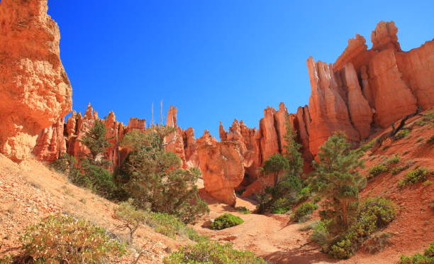 istock Bryce Canyon in Summer, Utah-USA 1384687339