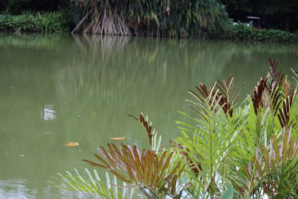 Shot on a Canon EOS M6 Mark II at a Botanical Gardens in Singapore, Forensics Copy Available for Investigations.