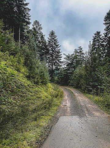 A forest road through the Black Forest in Germany.