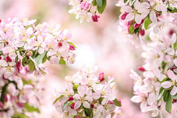 blüten - flower tree spring apple blossom stock-fotos und bilder