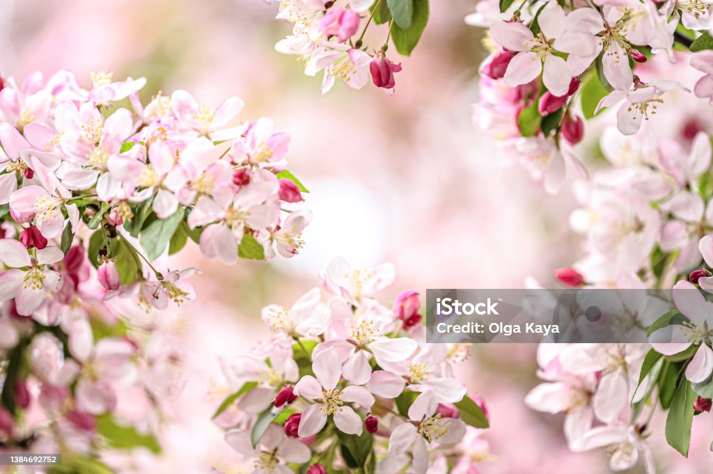 blossoms blooming flower tree close up with frame Cherry Blossom Stock Photo