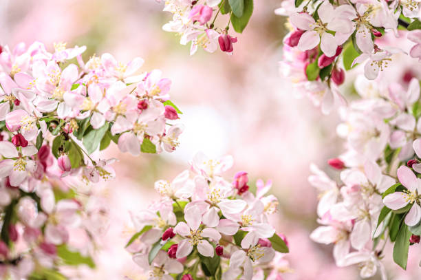 blossoms stock photo