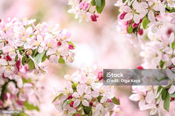 Blossoms Stock Photo - Download Image Now - Cherry Blossom, Nowruz, Flower
