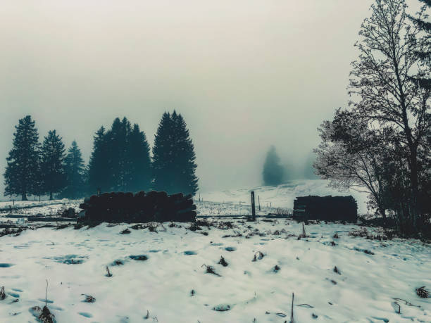 Some fir trees on a mountain in snow.